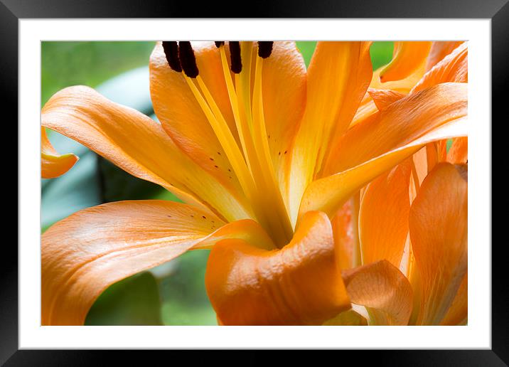 Orange Lily Framed Mounted Print by David Hare