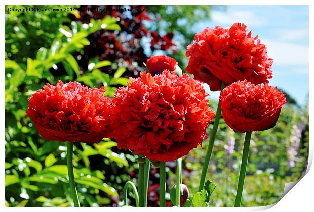 French Flounce Poppy, Peony Poppy,  French Flounce Print by Frank Irwin