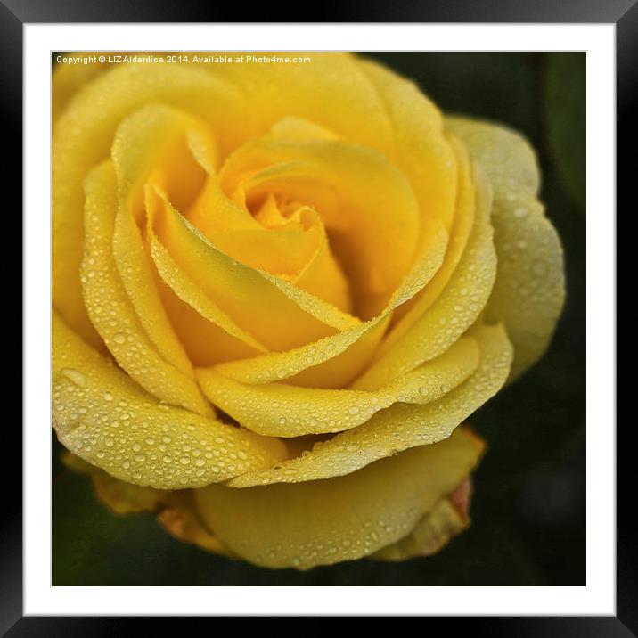 Yellow Rose with Raindrops Framed Mounted Print by LIZ Alderdice