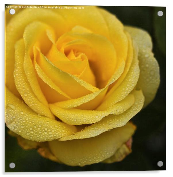 Yellow Rose with Raindrops Acrylic by LIZ Alderdice