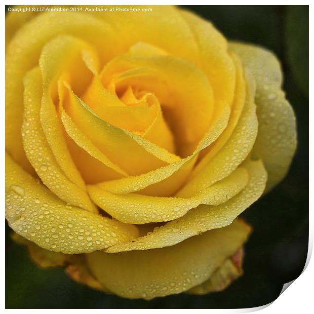 Yellow Rose with Raindrops Print by LIZ Alderdice