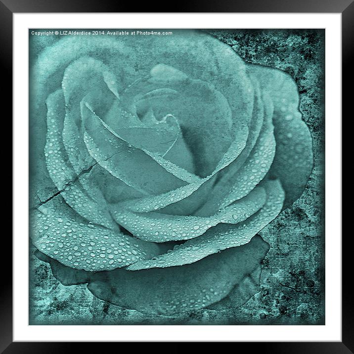 Distressed Rose in Teal Framed Mounted Print by LIZ Alderdice
