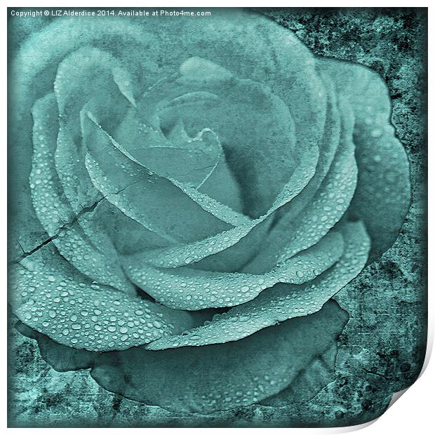 Distressed Rose in Teal Print by LIZ Alderdice