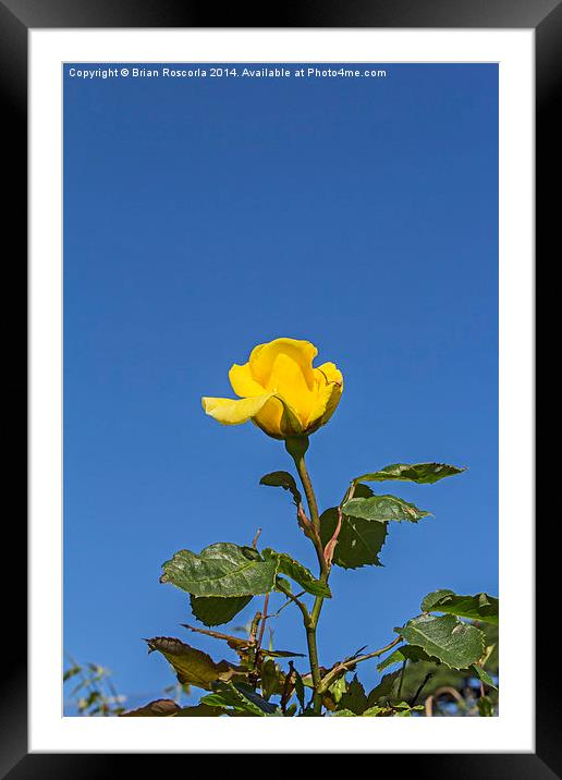 Yellow Rose 01 Framed Mounted Print by Brian Roscorla