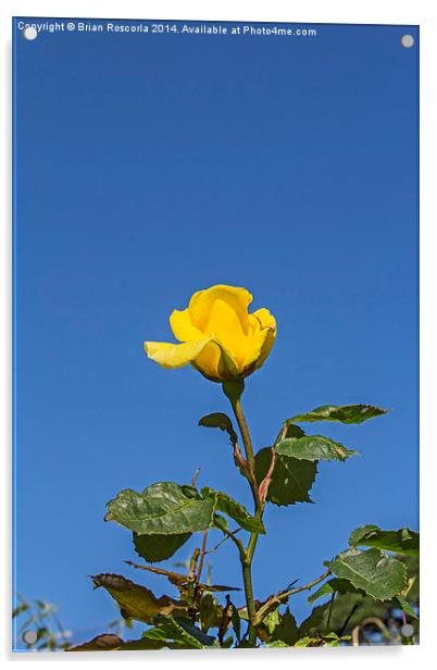 Yellow Rose 01 Acrylic by Brian Roscorla
