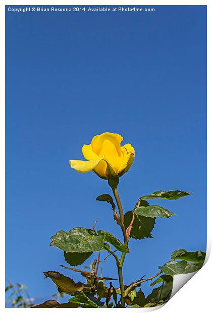 Yellow Rose 01 Print by Brian Roscorla