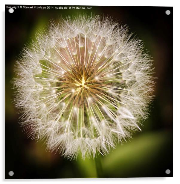 Beautiful Dandelion Acrylic by Stewart Nicolaou