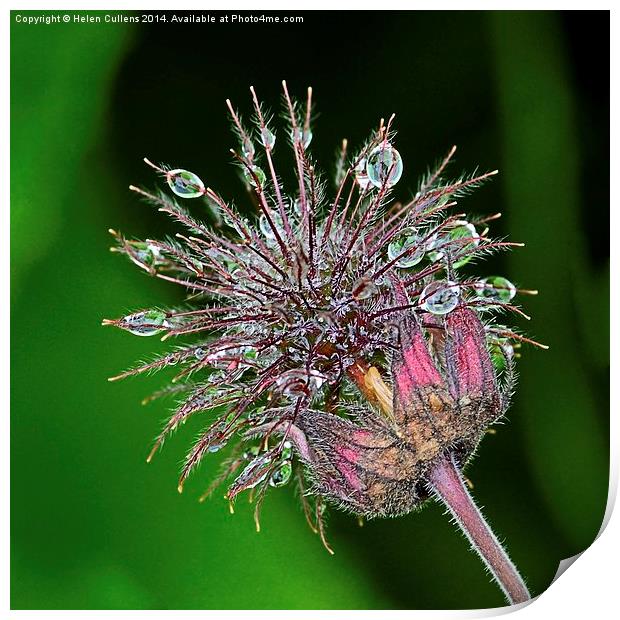 WATER AVENS Print by Helen Cullens