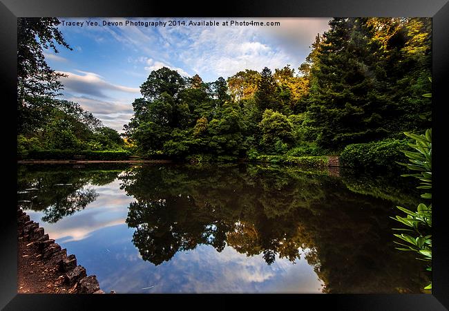 Reflections In Cockington Lake Framed Print by Tracey Yeo