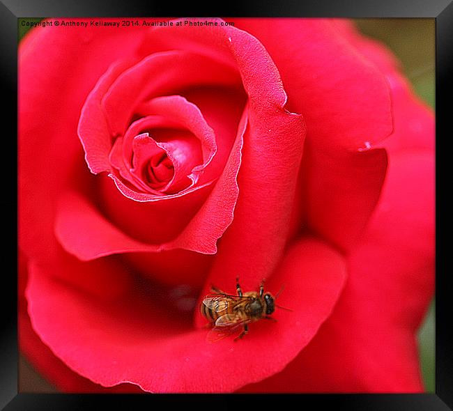 LOOKING FOR POLLEN Framed Print by Anthony Kellaway