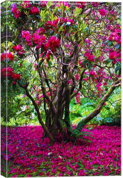 Rhododendron Tree Canvas Print by Jane Braat