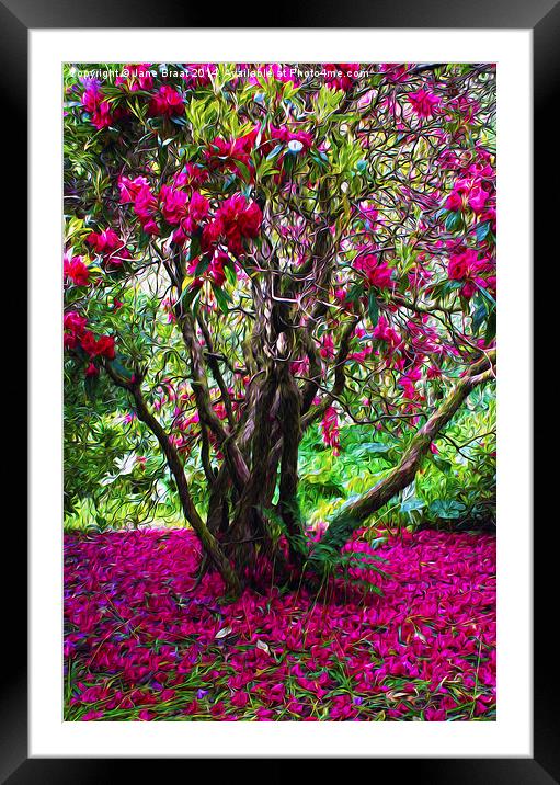 Rhododendron Tree Framed Mounted Print by Jane Braat