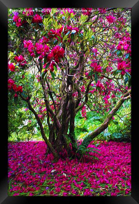 Rhododendron Tree Framed Print by Jane Braat