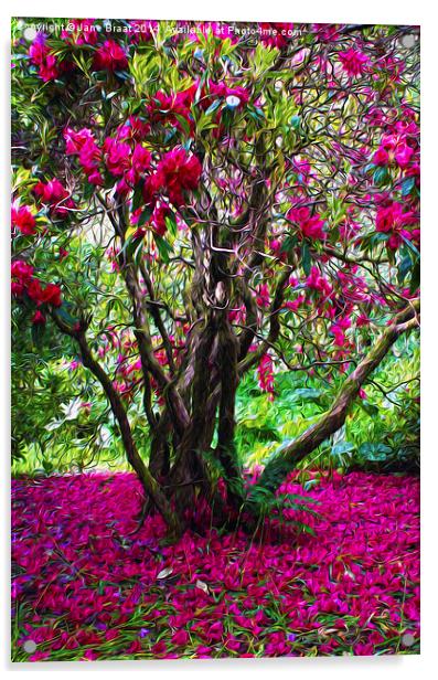 Rhododendron Tree Acrylic by Jane Braat