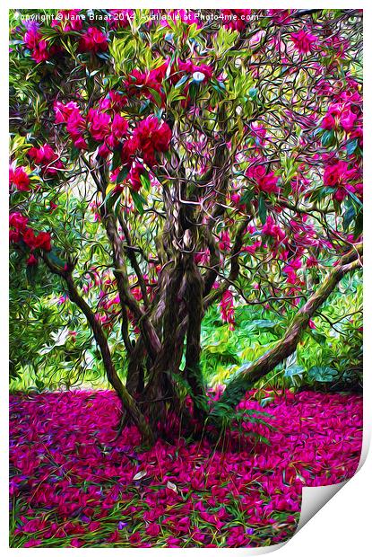 Rhododendron Tree Print by Jane Braat