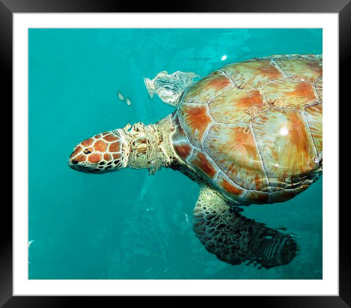 Beautiful Turtle Framed Mounted Print by Ann Biddlecombe