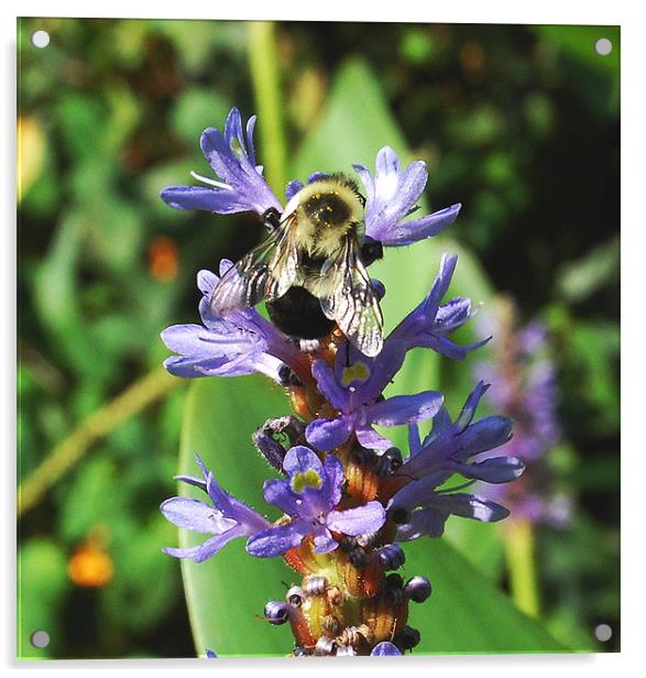 Close-up Honey Bee at Work Acrylic by james balzano, jr.