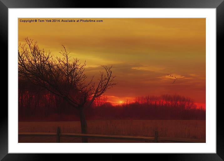 Rural Sunset Framed Mounted Print by Tom York