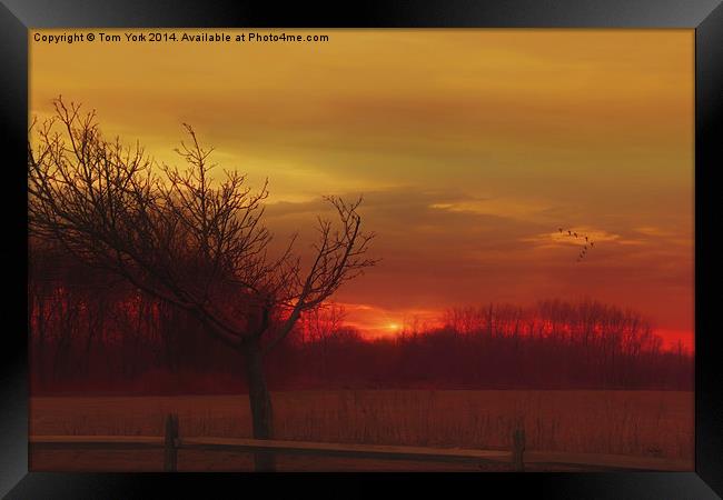 Rural Sunset Framed Print by Tom York