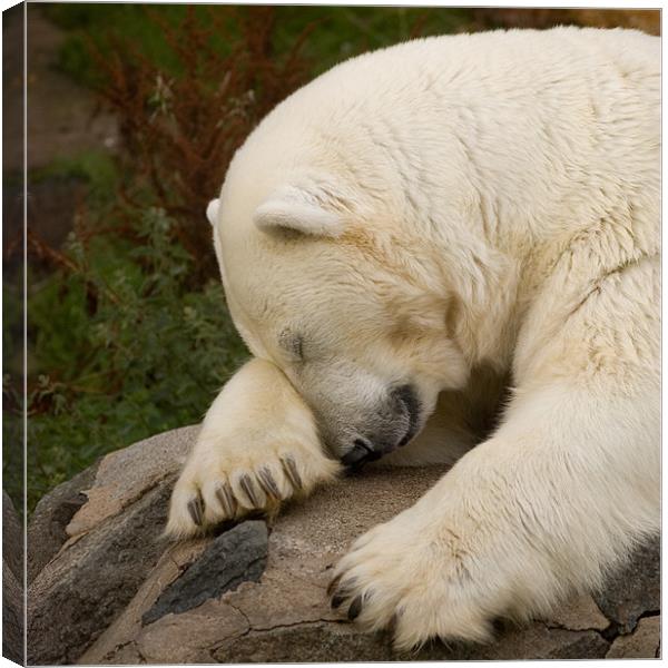Snoozing Bear Canvas Print by Mike Thomson