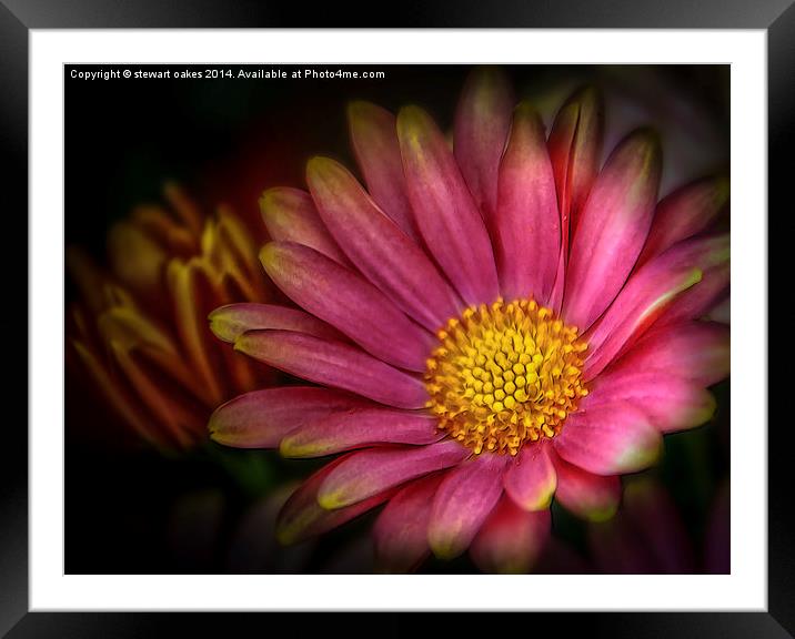 The Night Flower Framed Mounted Print by stewart oakes