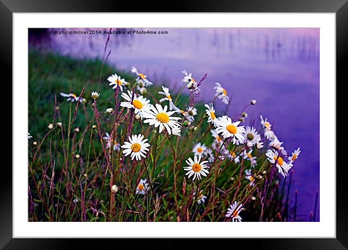 Daisies By The Lake Framed Mounted Print by philip milner