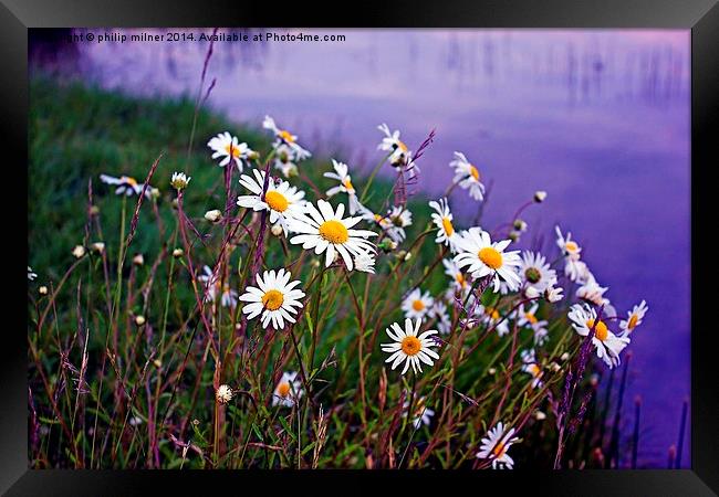 Daisies By The Lake Framed Print by philip milner