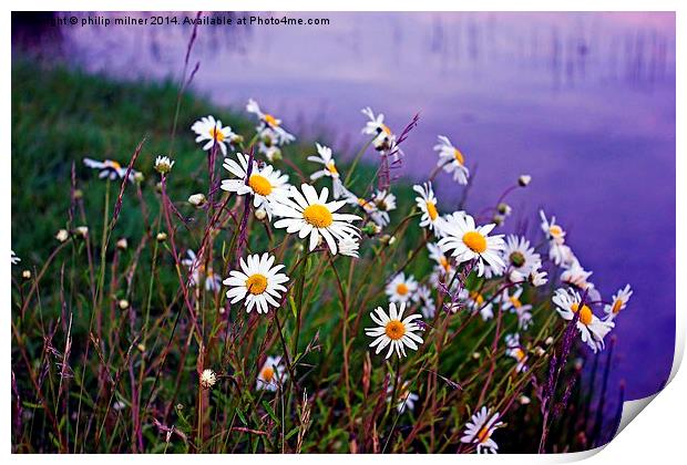 Daisies By The Lake Print by philip milner