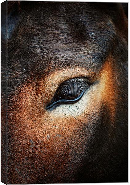 Horse Macro Canvas Print by Rosanna Zavanaiu