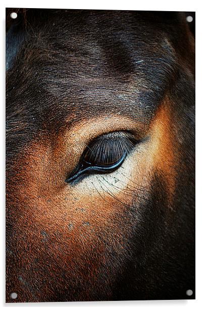 Horse Macro Acrylic by Rosanna Zavanaiu