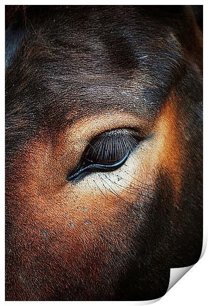 Horse Macro Print by Rosanna Zavanaiu