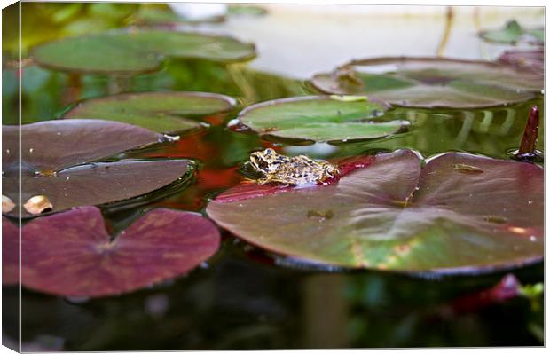 frog on a lilly Canvas Print by keith sutton