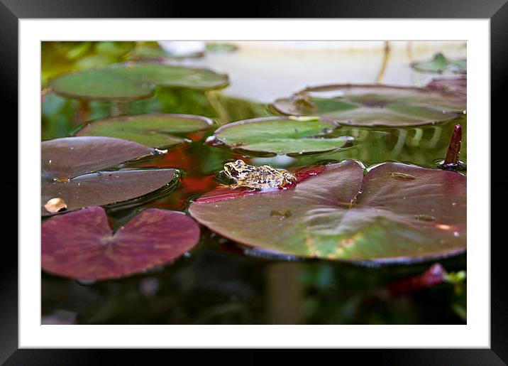 frog on a lilly Framed Mounted Print by keith sutton