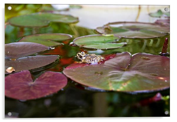 frog on a lilly Acrylic by keith sutton