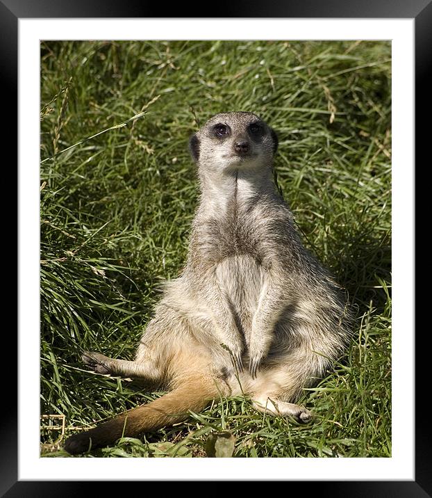 Chillin Out! Framed Mounted Print by Mike Thomson