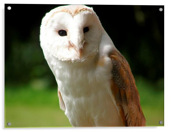 Barn Owle Acrylic by Bob Rushton
