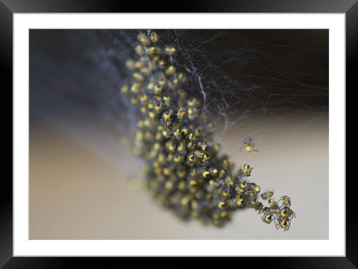 Baby spiders Framed Mounted Print by Dave Holt