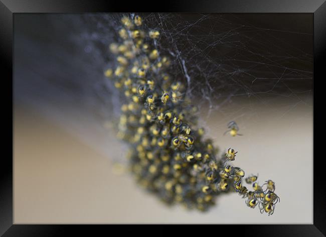 Baby spiders Framed Print by Dave Holt