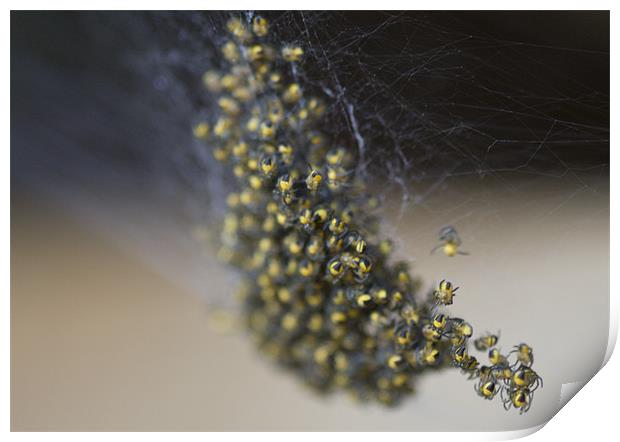 Baby spiders Print by Dave Holt
