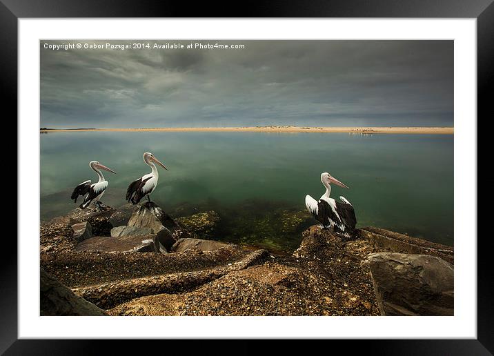 Australian pelicans sunbathing Framed Mounted Print by Gabor Pozsgai