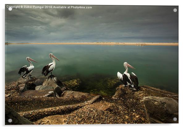 Australian pelicans sunbathing Acrylic by Gabor Pozsgai