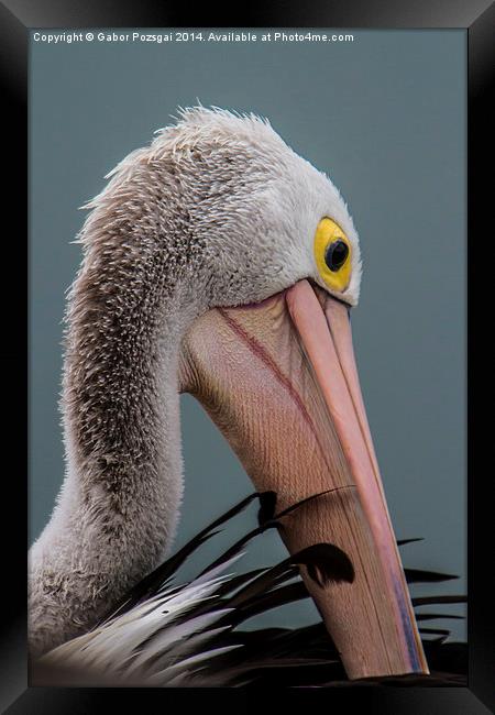 Australian pelican portrait Framed Print by Gabor Pozsgai