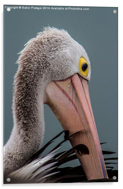 Australian pelican portrait Acrylic by Gabor Pozsgai