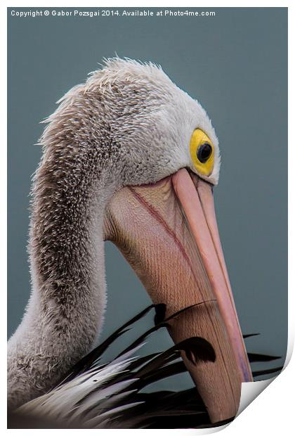 Australian pelican portrait Print by Gabor Pozsgai