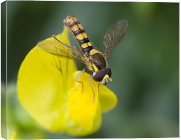 Yellow insect Canvas Print by Dave Holt