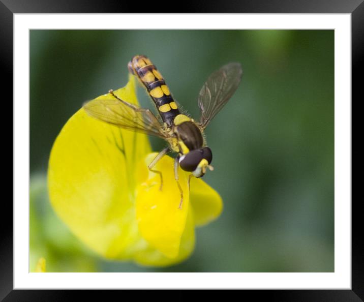 Yellow insect Framed Mounted Print by Dave Holt