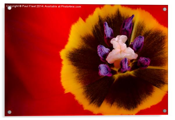 Tulip flower Acrylic by Paul Fleet