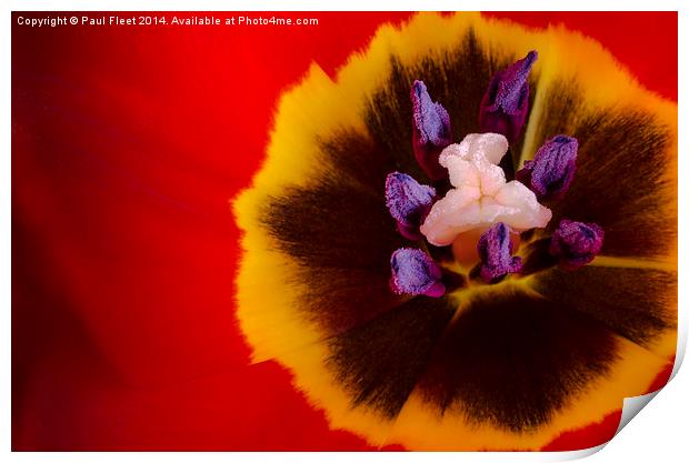 Tulip flower Print by Paul Fleet