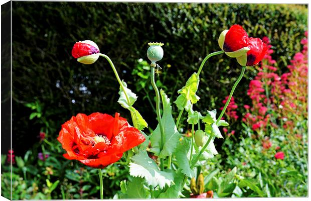 Poppy in bud, bloom and seed simultaneously Canvas Print by Frank Irwin