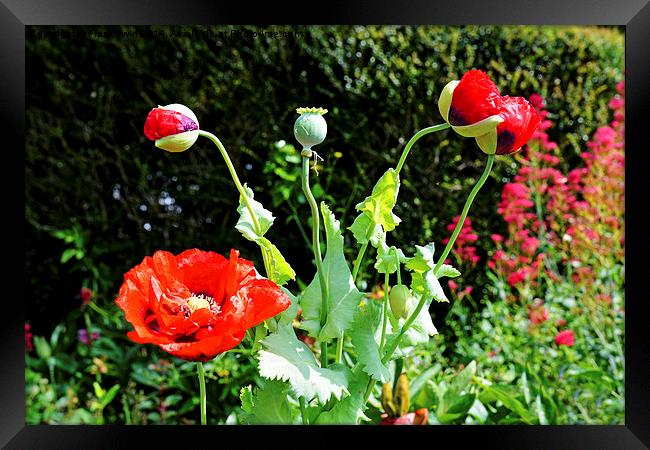 Poppy in bud, bloom and seed simultaneously Framed Print by Frank Irwin